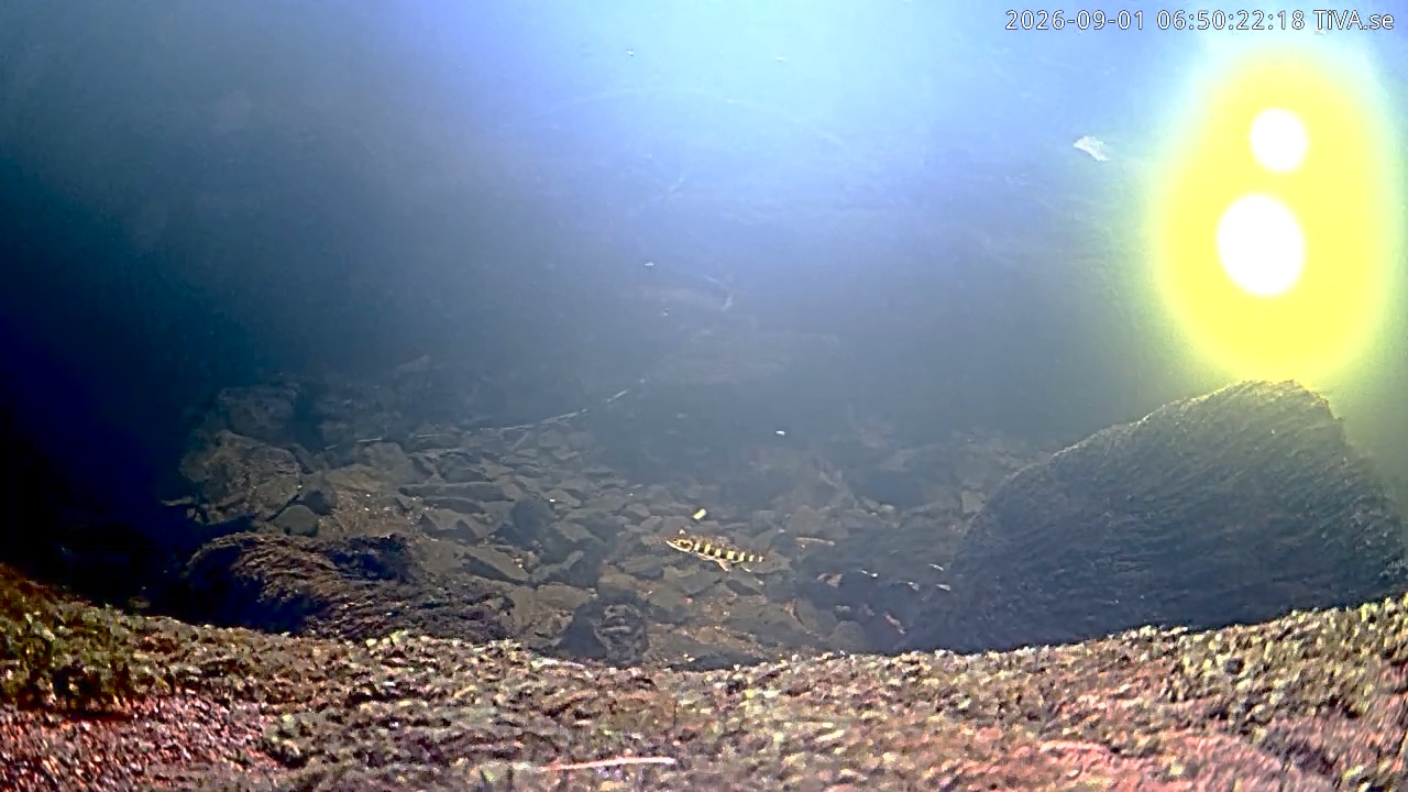 Video 2026-09-01 06:50