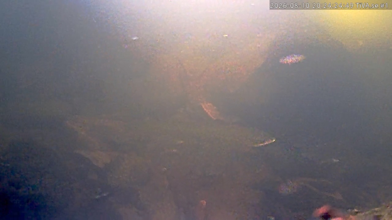 Video 2026-08-10 21:24