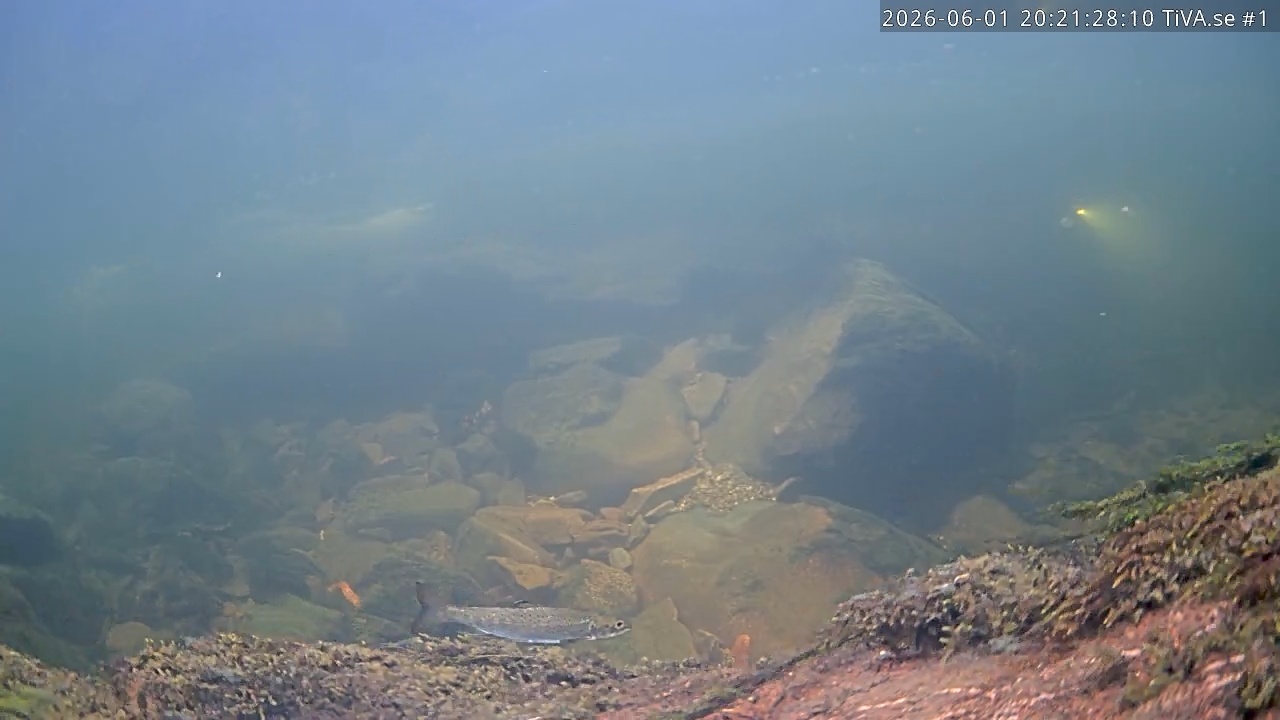 Video 2026-06-01 21:21
