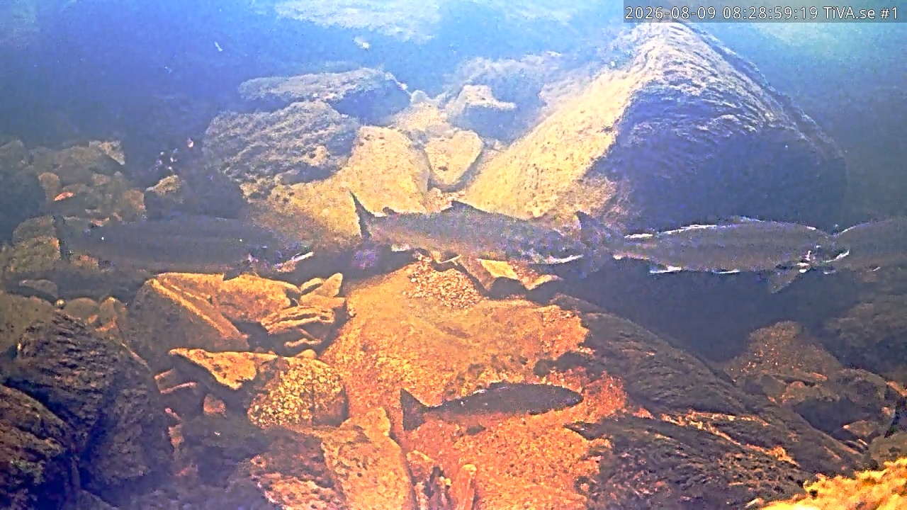 Video 2026-08-09 09:29