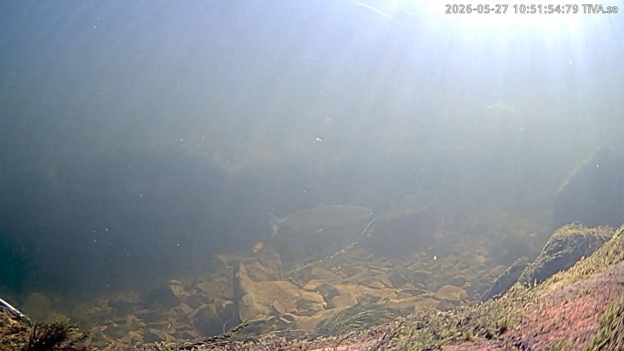 Video 2026-05-27 10:52