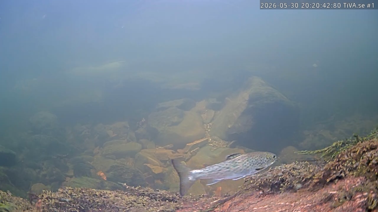 Video 2026-05-30 21:20