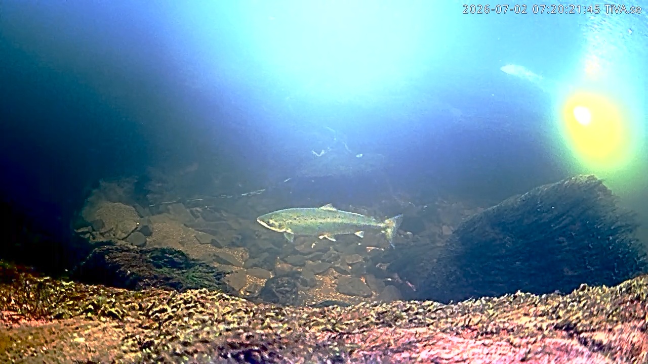 Video 2026-07-02 07:20