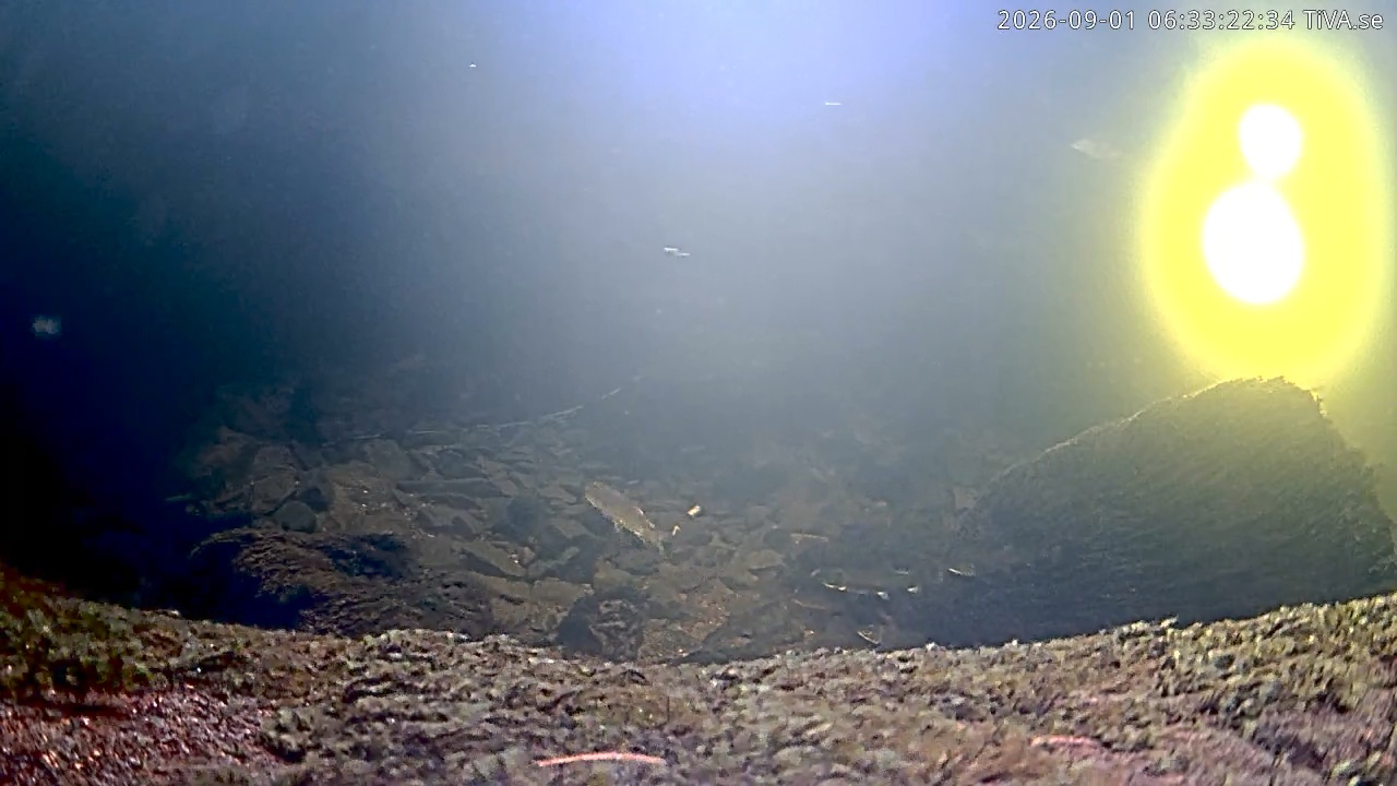 Video 2026-09-01 06:33
