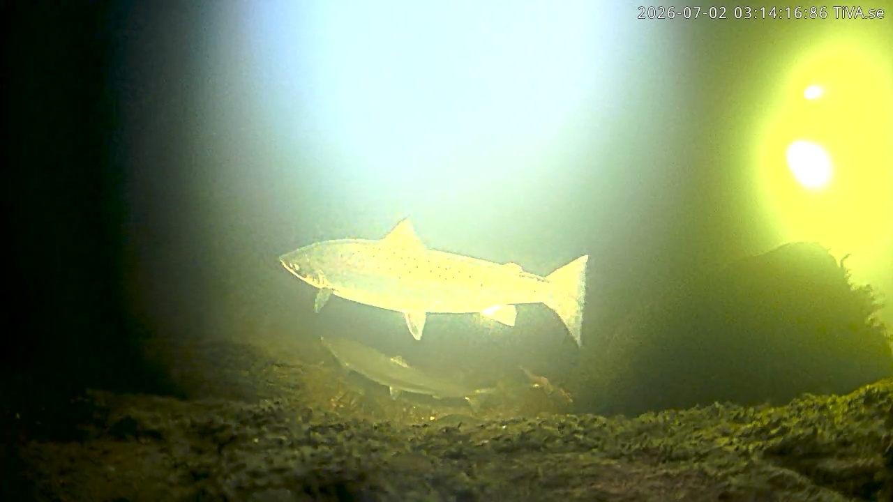Video 2026-07-02 03:14