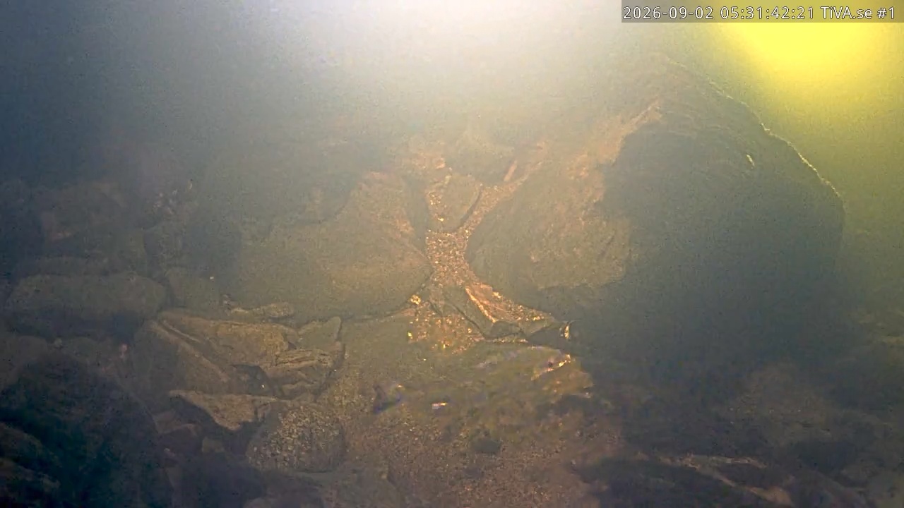 Video 2026-09-02 06:31