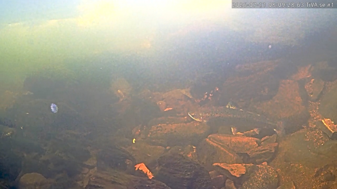 Video 2026-07-11 09:09