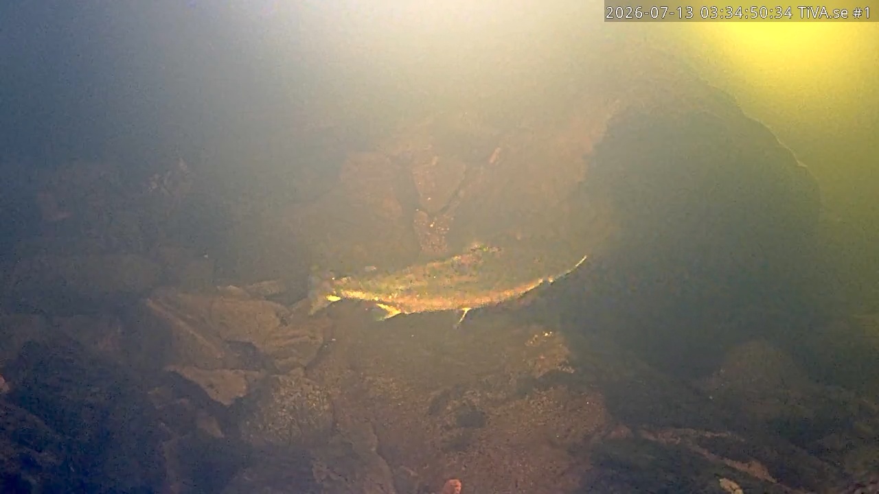 Video 2026-07-13 04:34