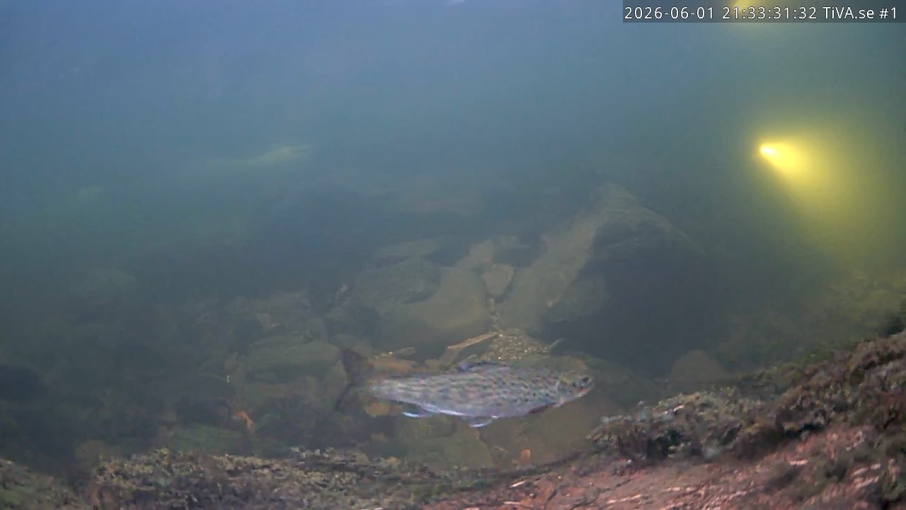 Video 2026-06-01 22:33