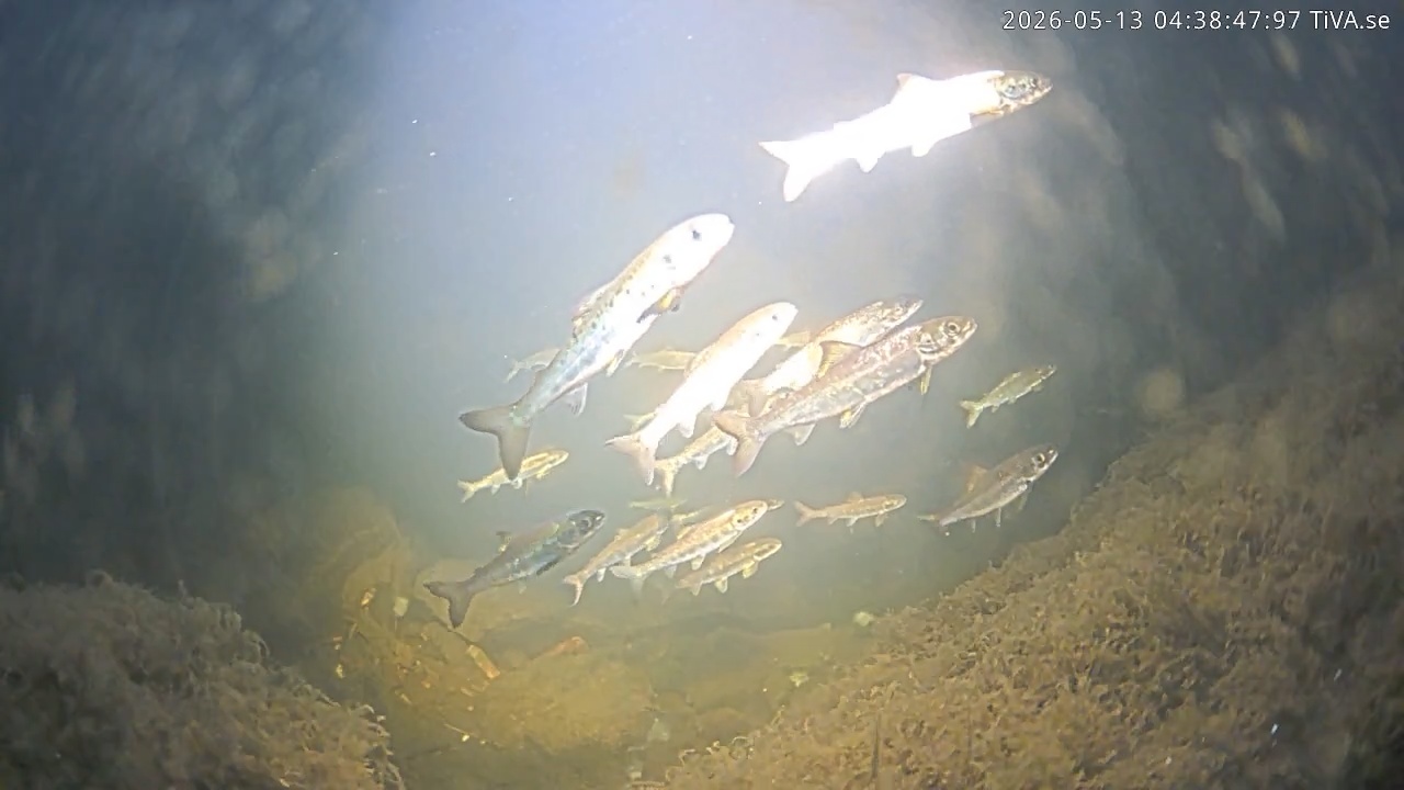 Video 2026-05-13 04:39