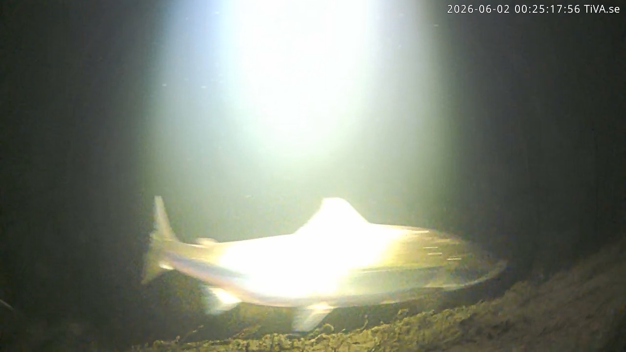 Video 2026-06-02 00:25