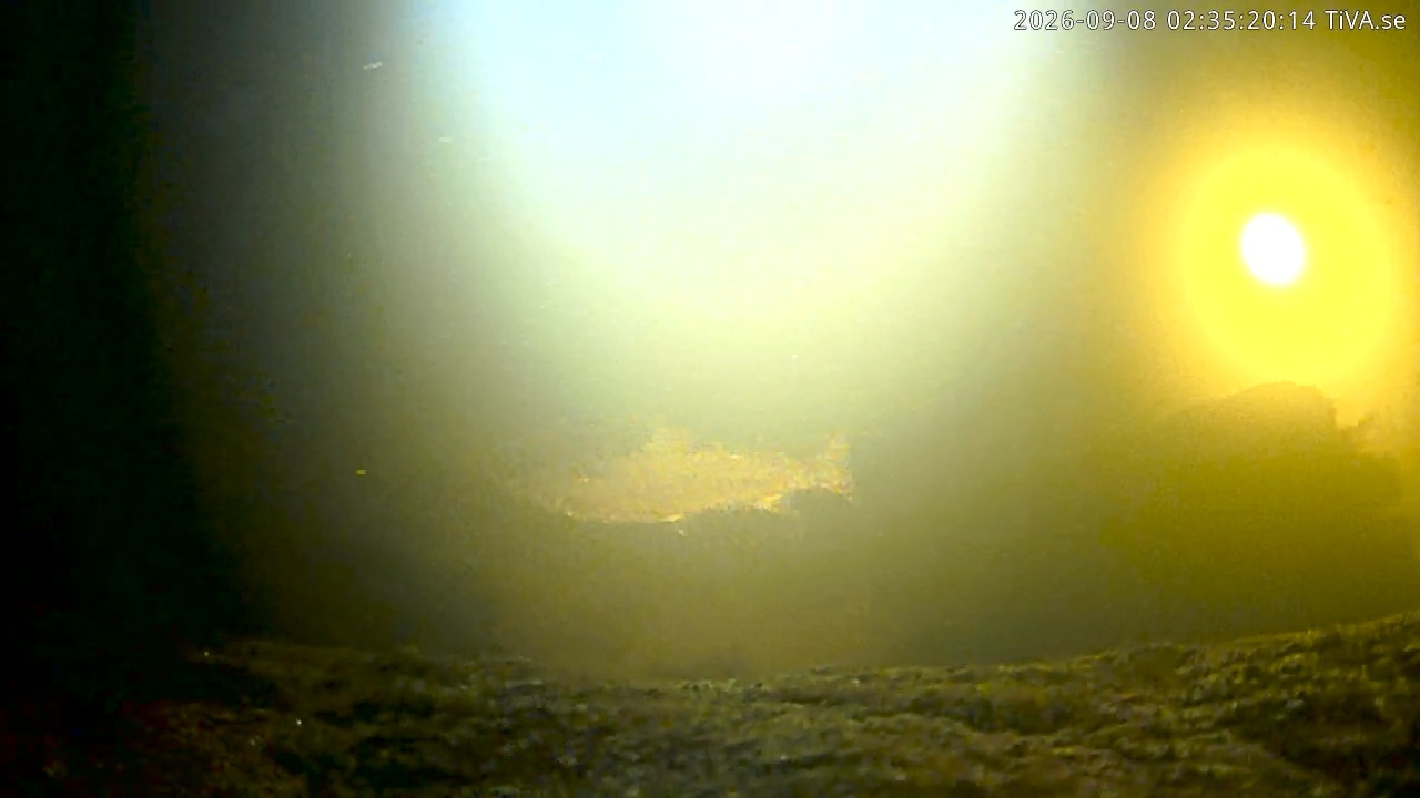 Video 2026-09-08 02:35