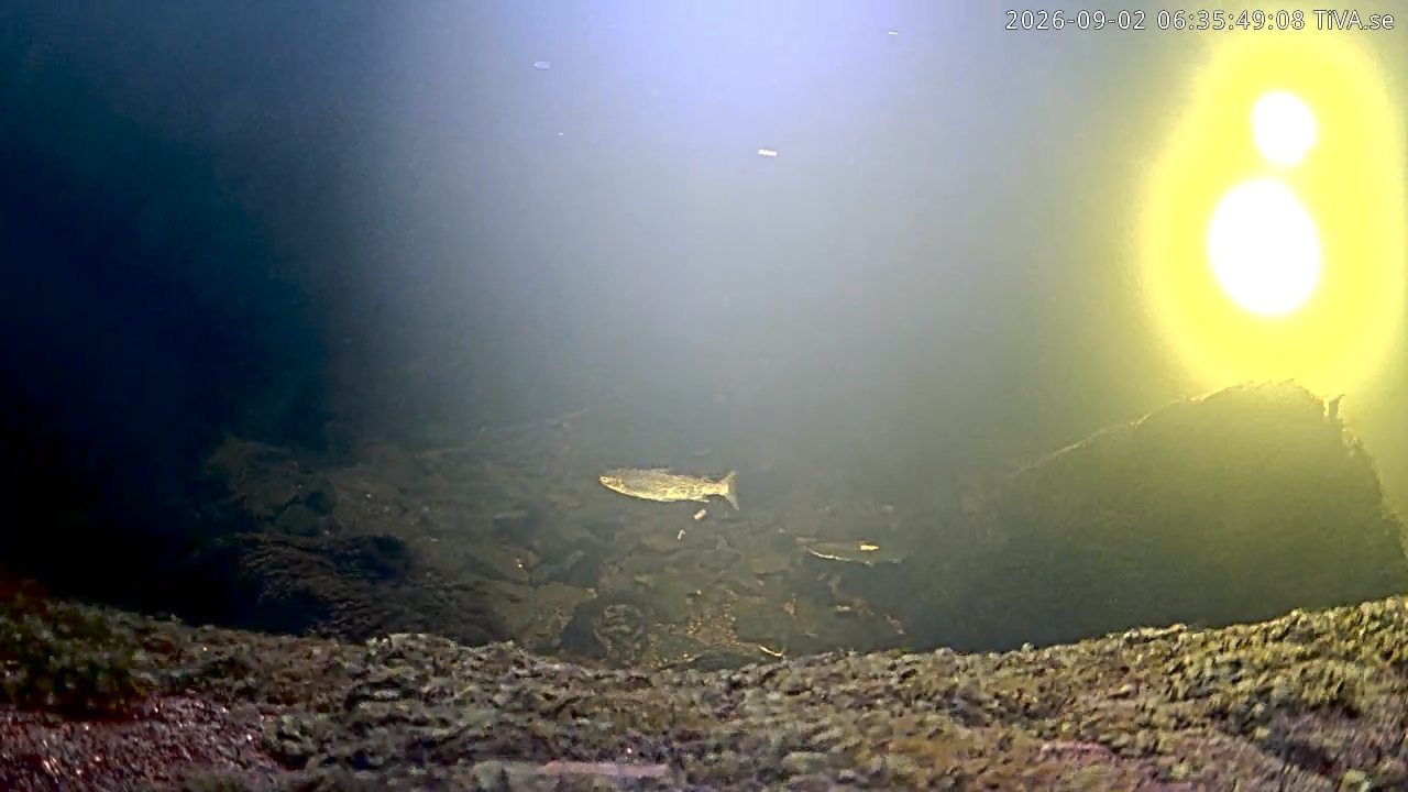 Video 2026-09-02 06:35