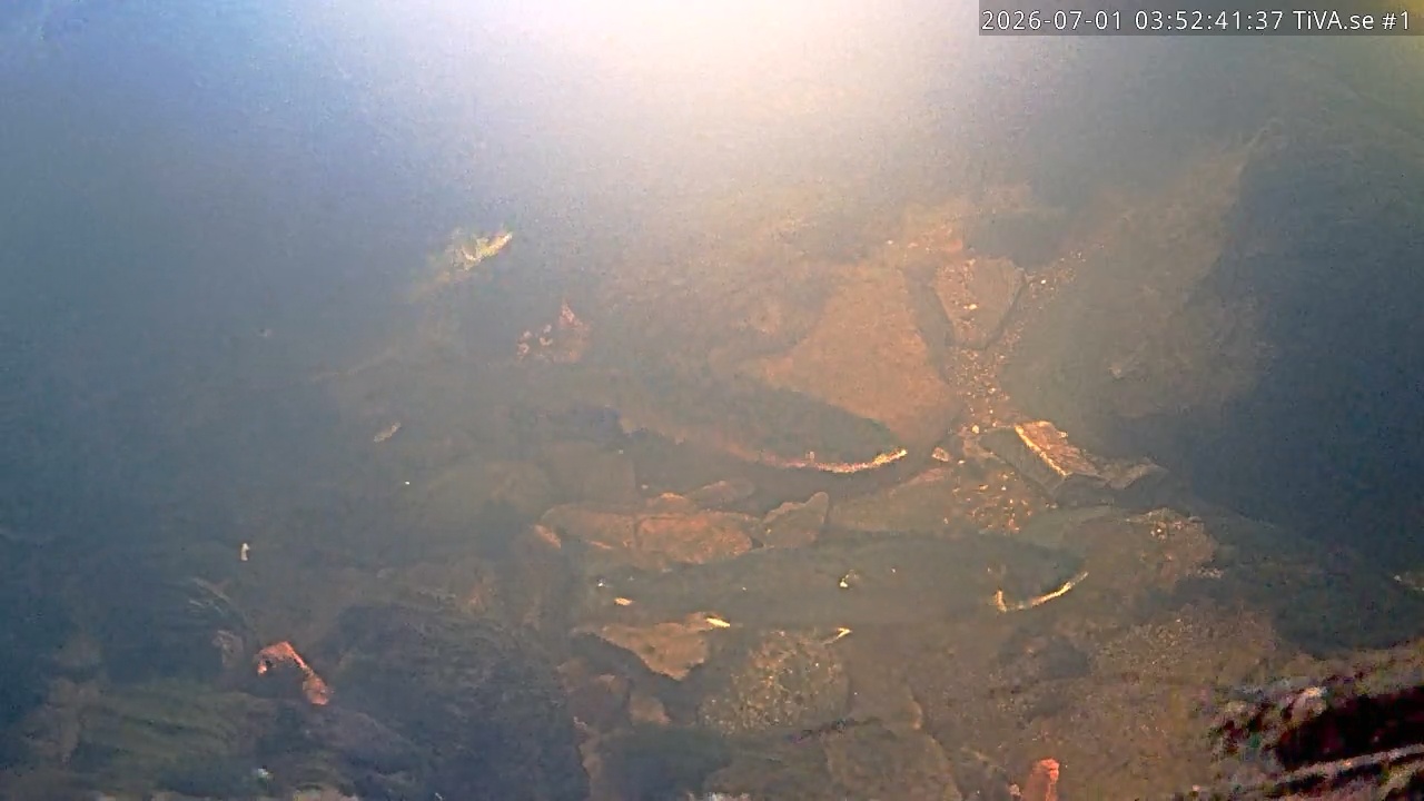 Video 2026-07-01 04:52