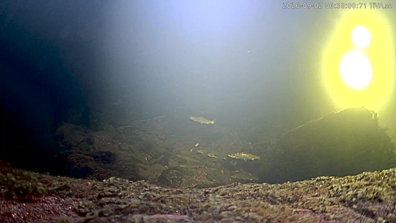 Video 2026-09-02 06:38