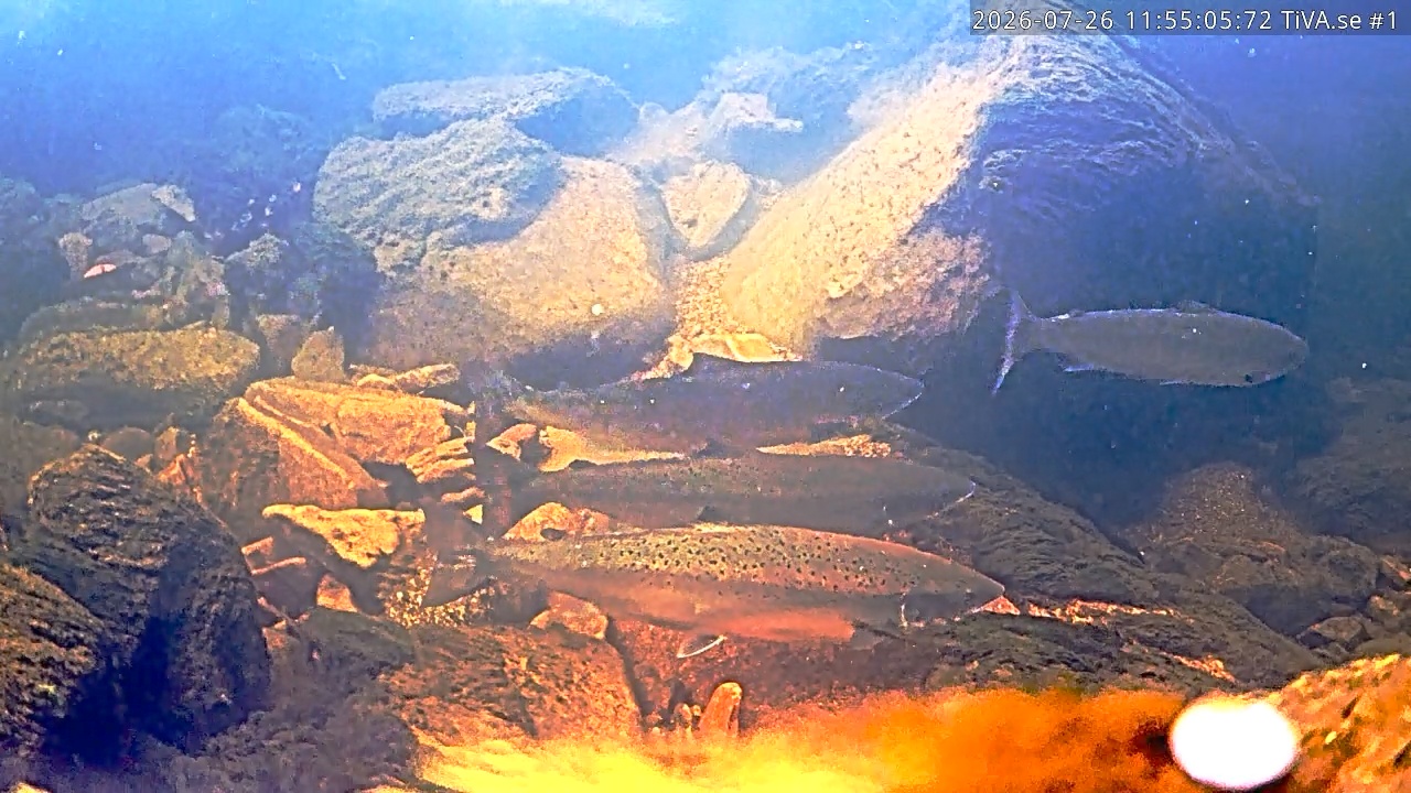 Video 2026-07-26 12:55