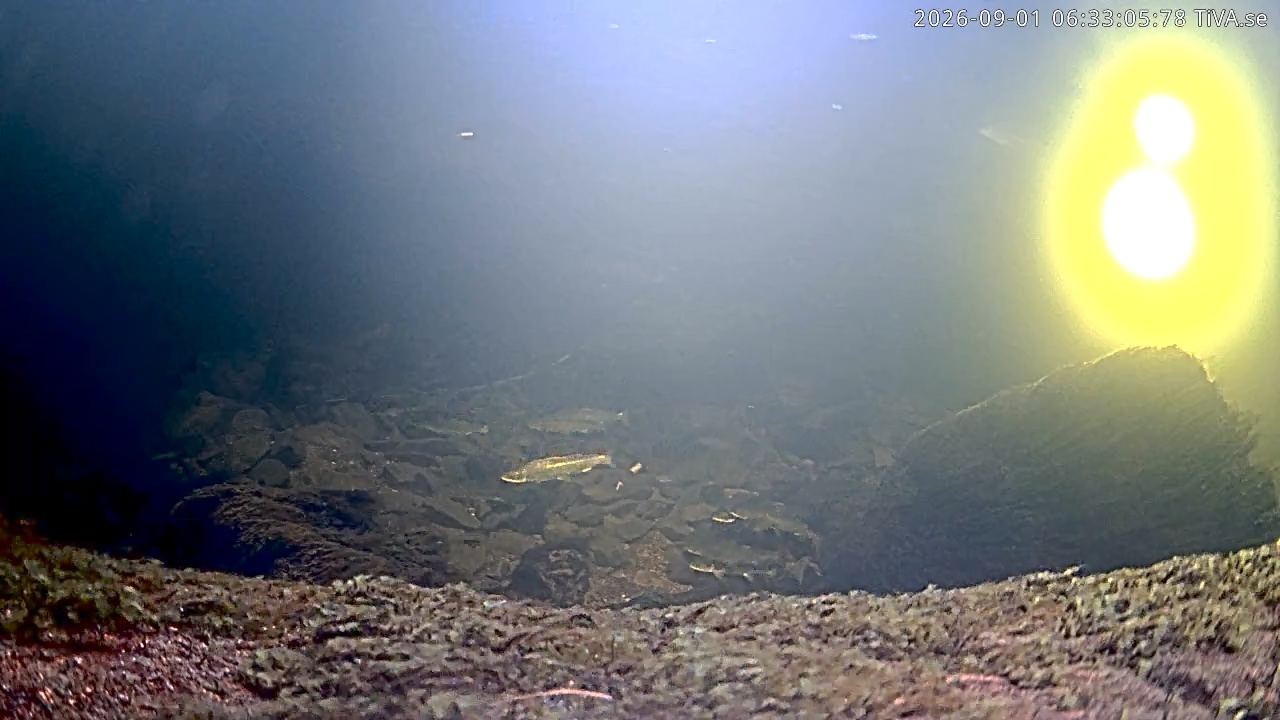 Video 2026-09-01 06:33