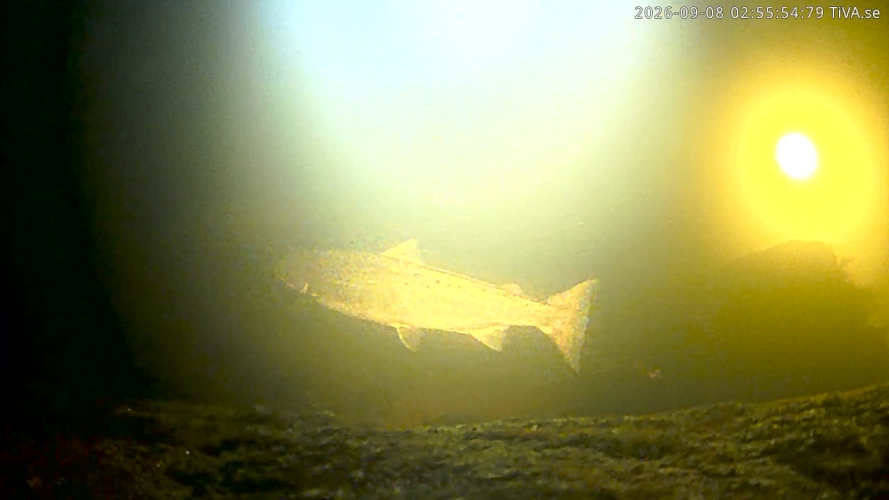 Video 2026-09-08 02:56