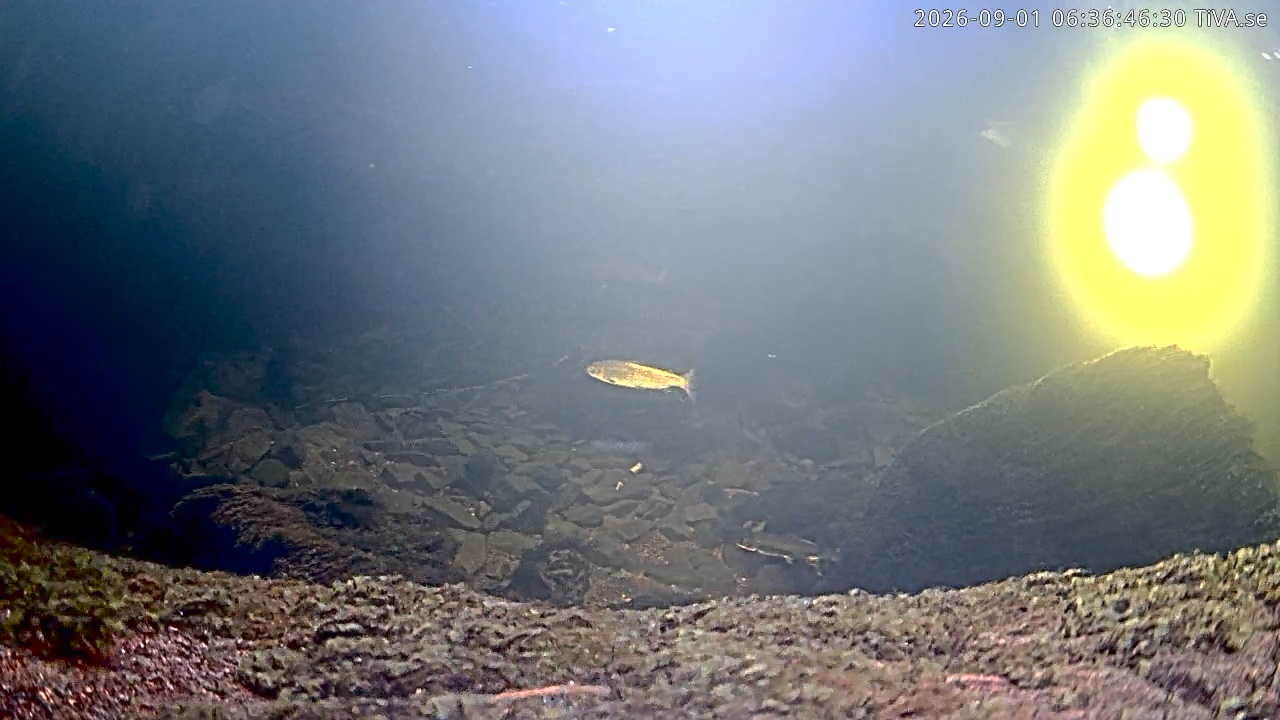 Video 2026-09-01 06:36