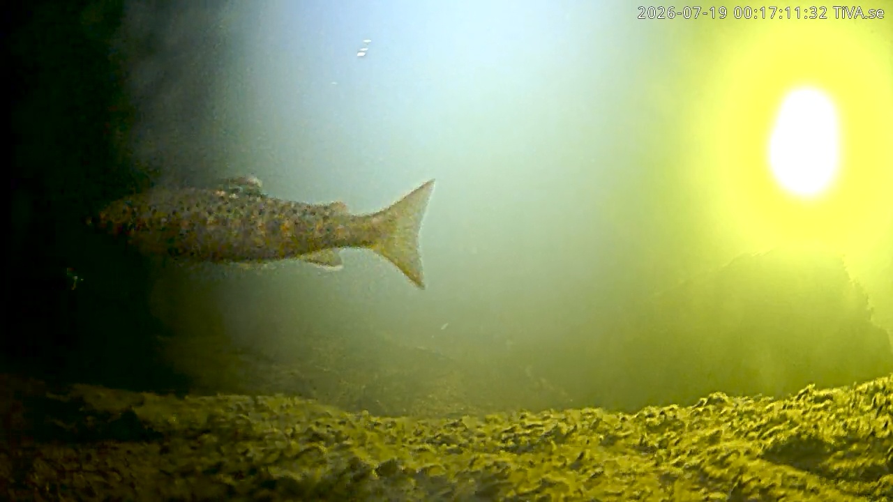 Video 2026-07-19 00:17