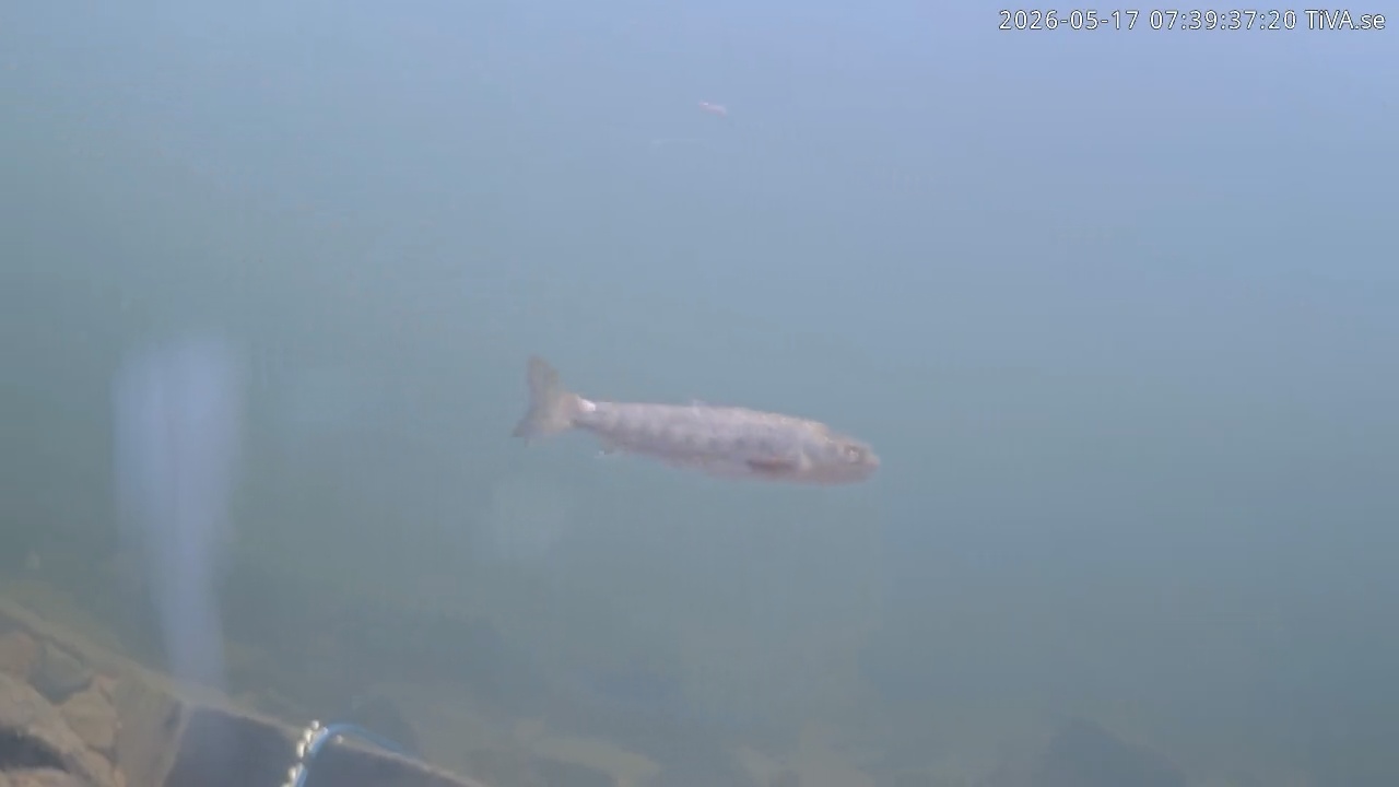 Video 2026-05-17 07:39