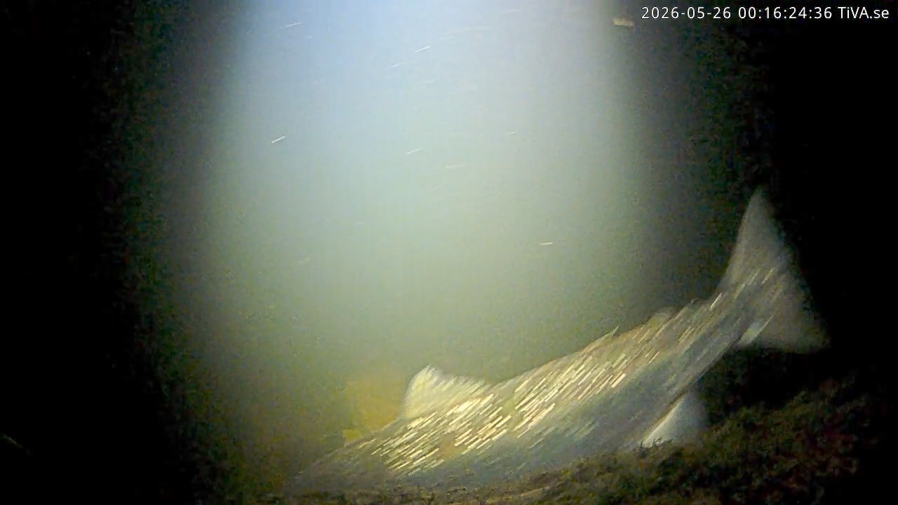 Video 2026-05-26 00:16