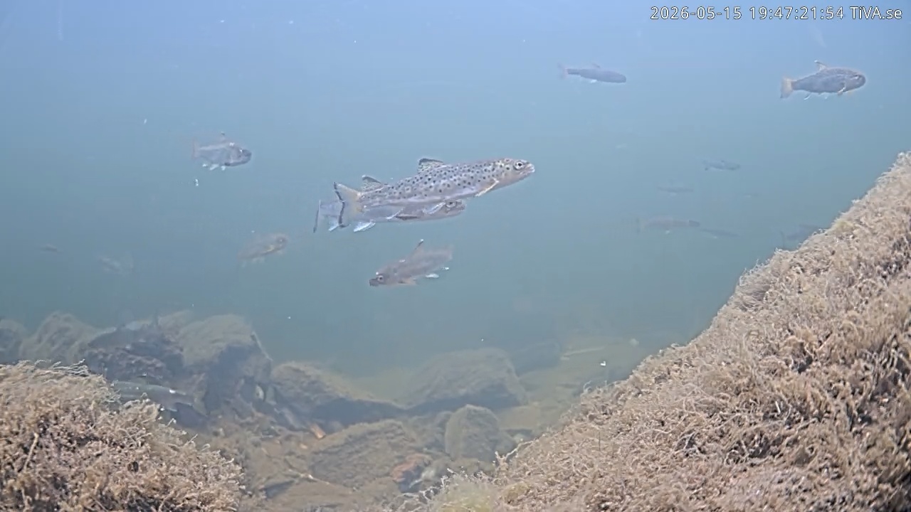 Video 2026-05-15 19:47