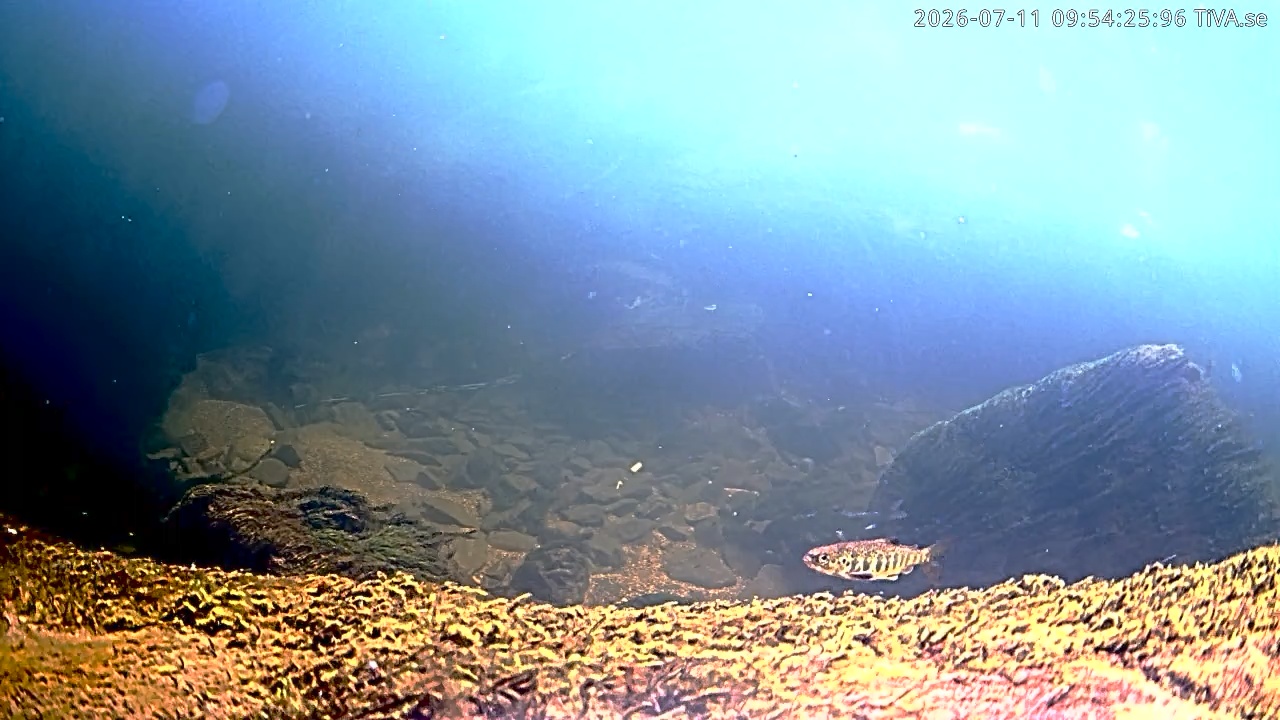 Video 2026-07-11 09:54