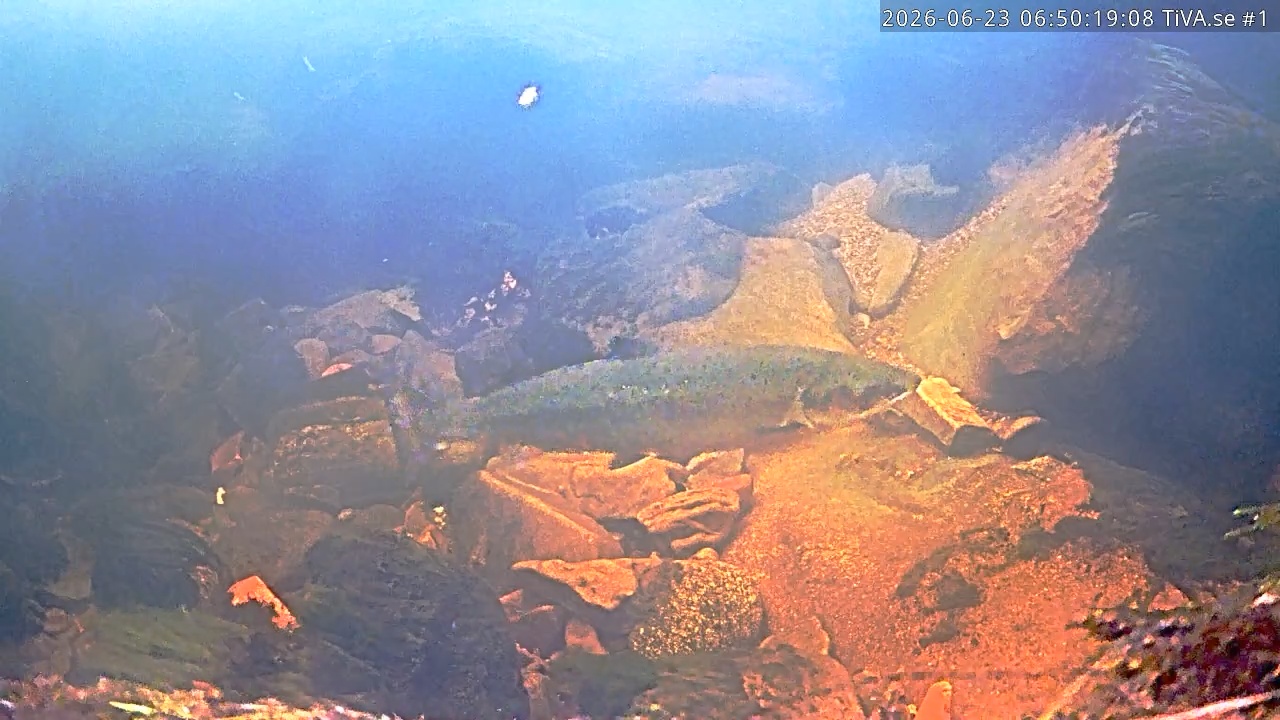 Video 2026-06-23 07:50