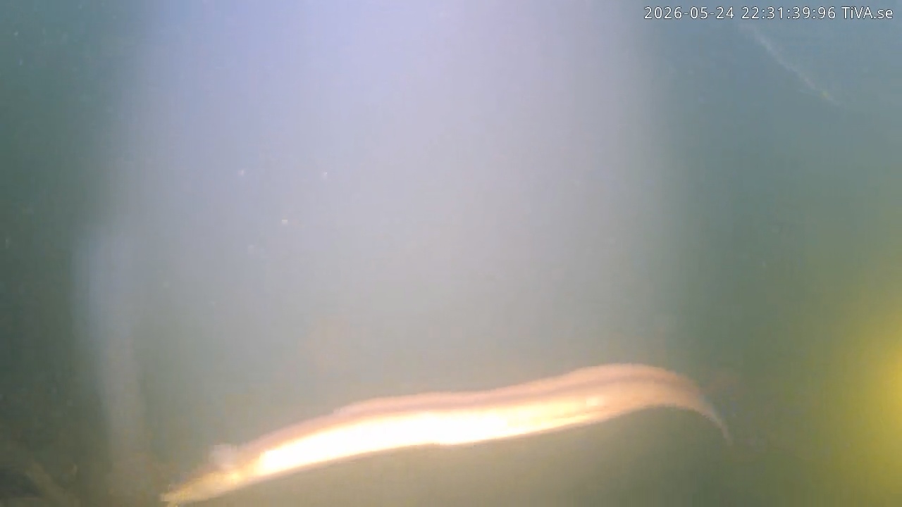 Video 2026-05-24 22:31