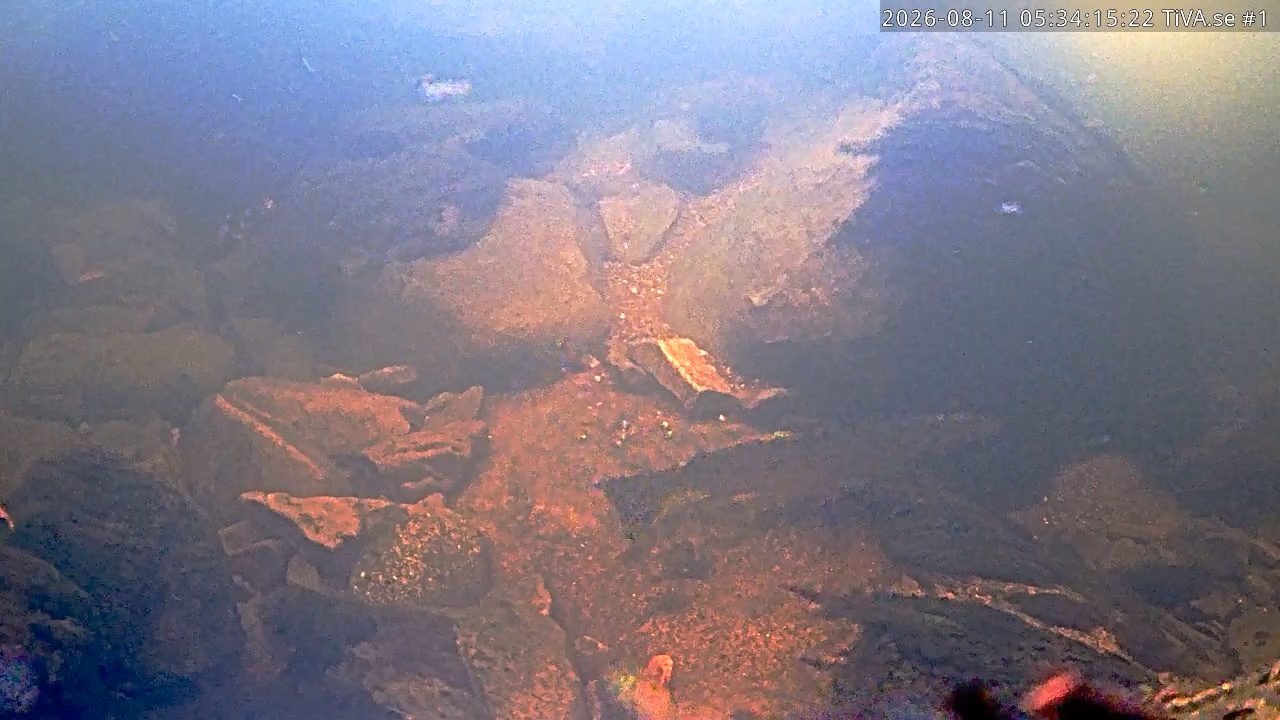 Video 2026-08-11 06:34