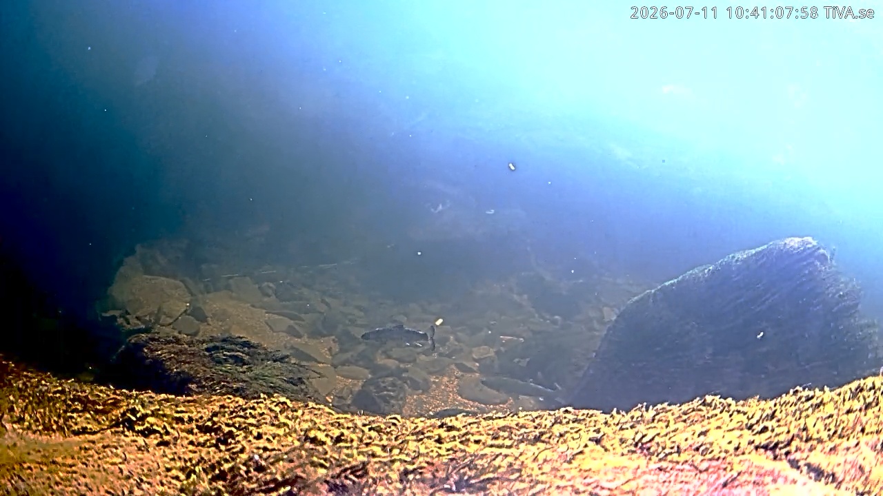 Video 2026-07-11 10:41