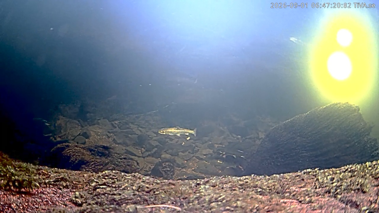 Video 2026-09-01 06:47