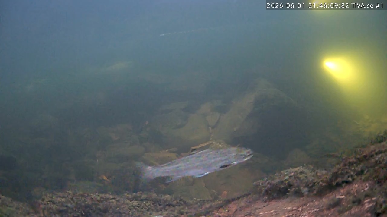 Video 2026-06-01 22:46