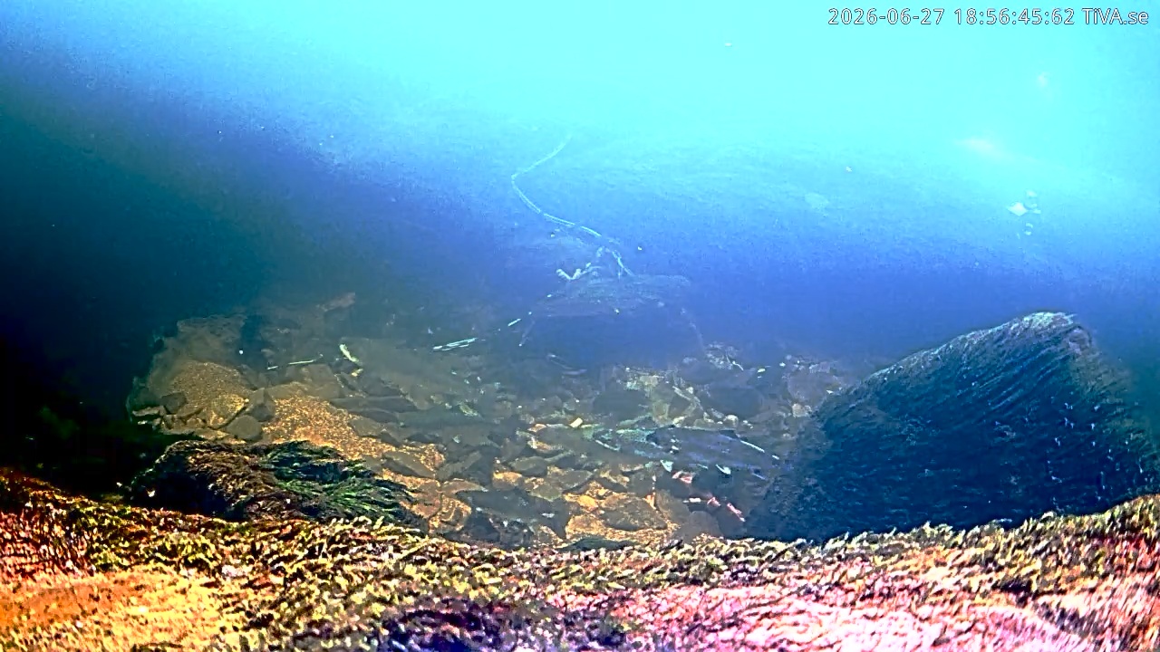 Video 2026-06-27 18:56