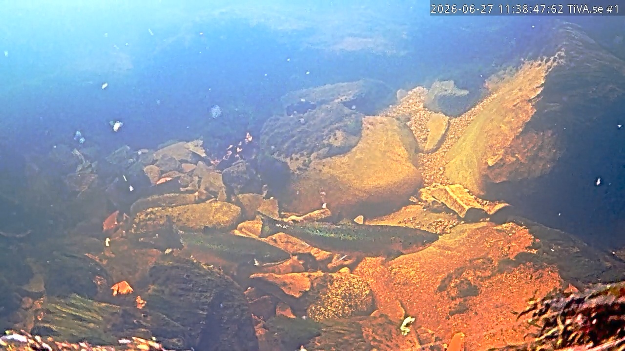Video 2026-06-27 12:38