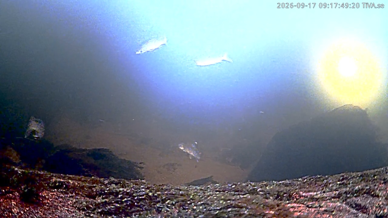 Video 2026-09-17 09:17