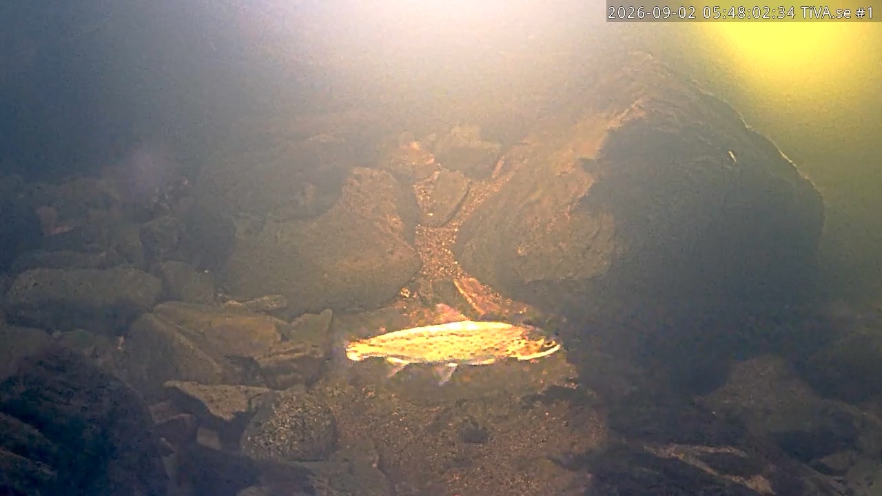 Video 2026-09-02 06:48