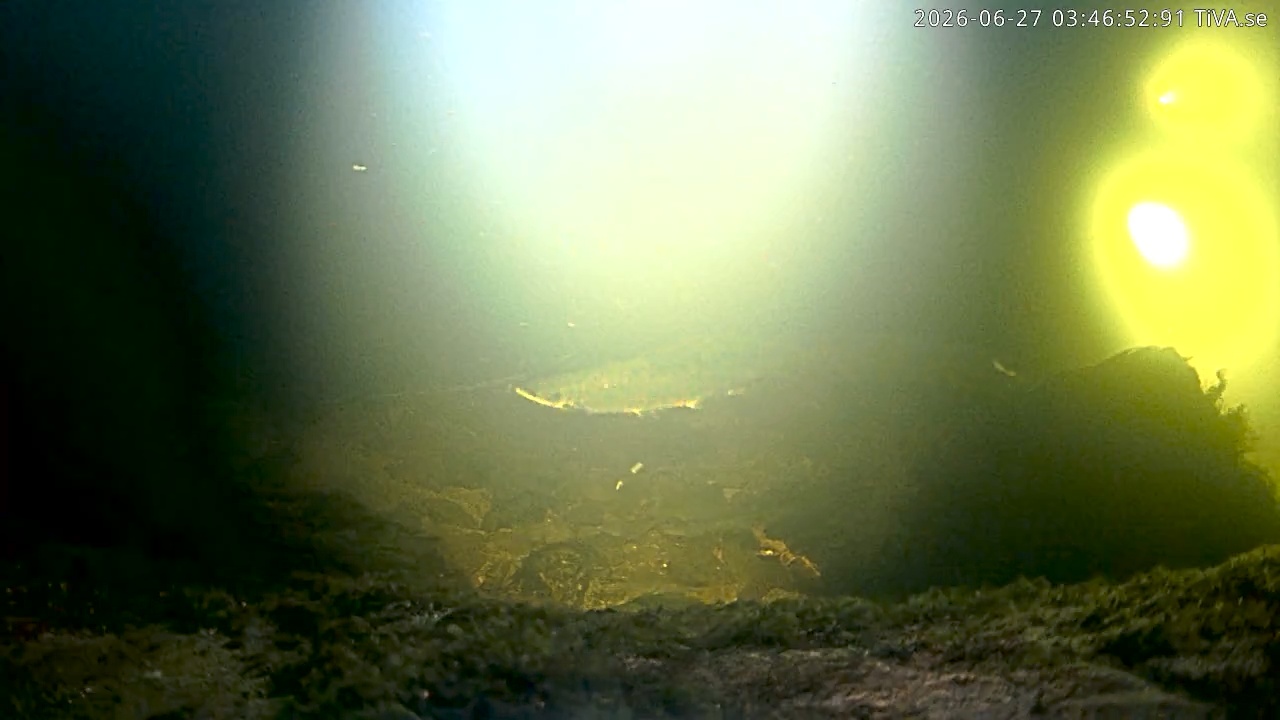 Video 2026-06-27 03:46