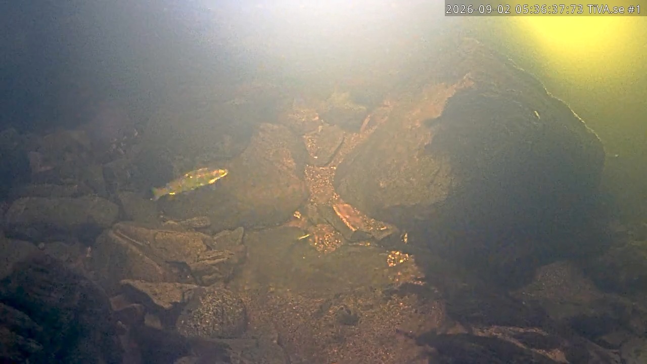 Video 2026-09-02 06:36