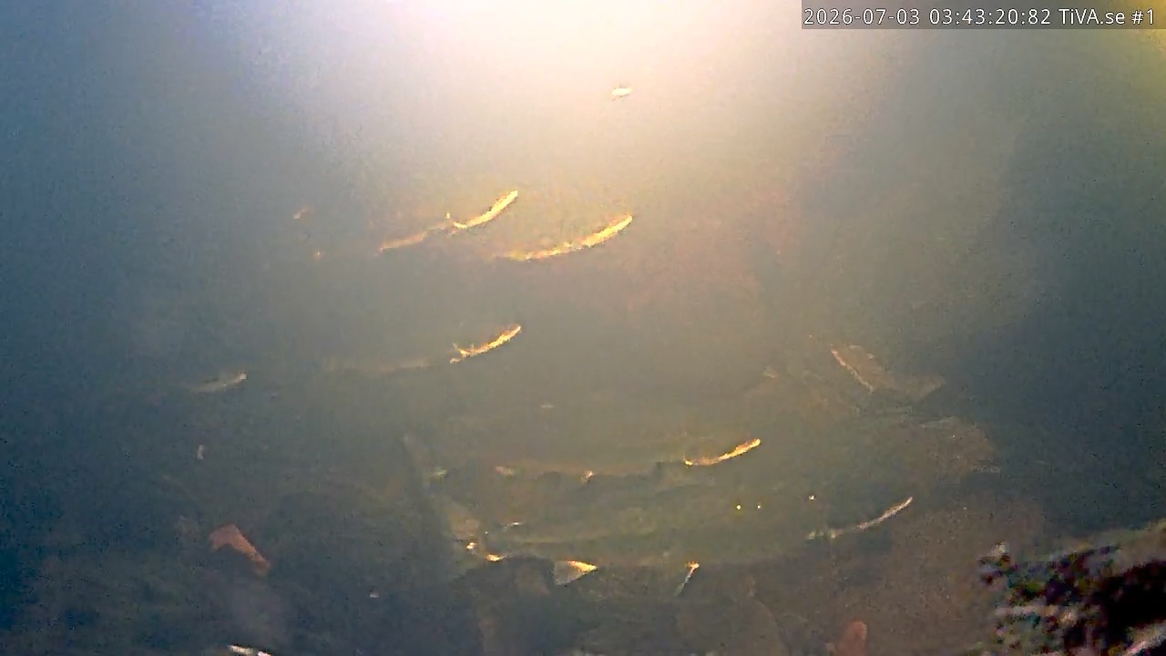 Video 2026-07-03 04:43