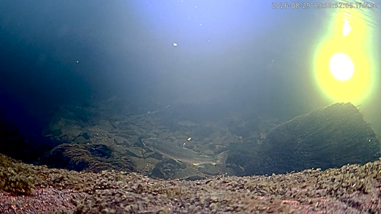 Video 2026-08-29 19:58