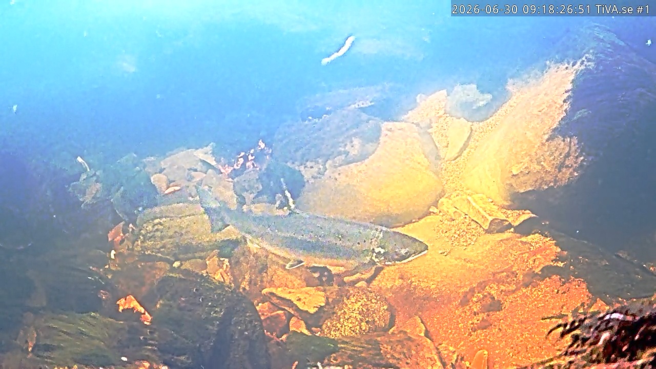 Video 2026-06-30 10:18