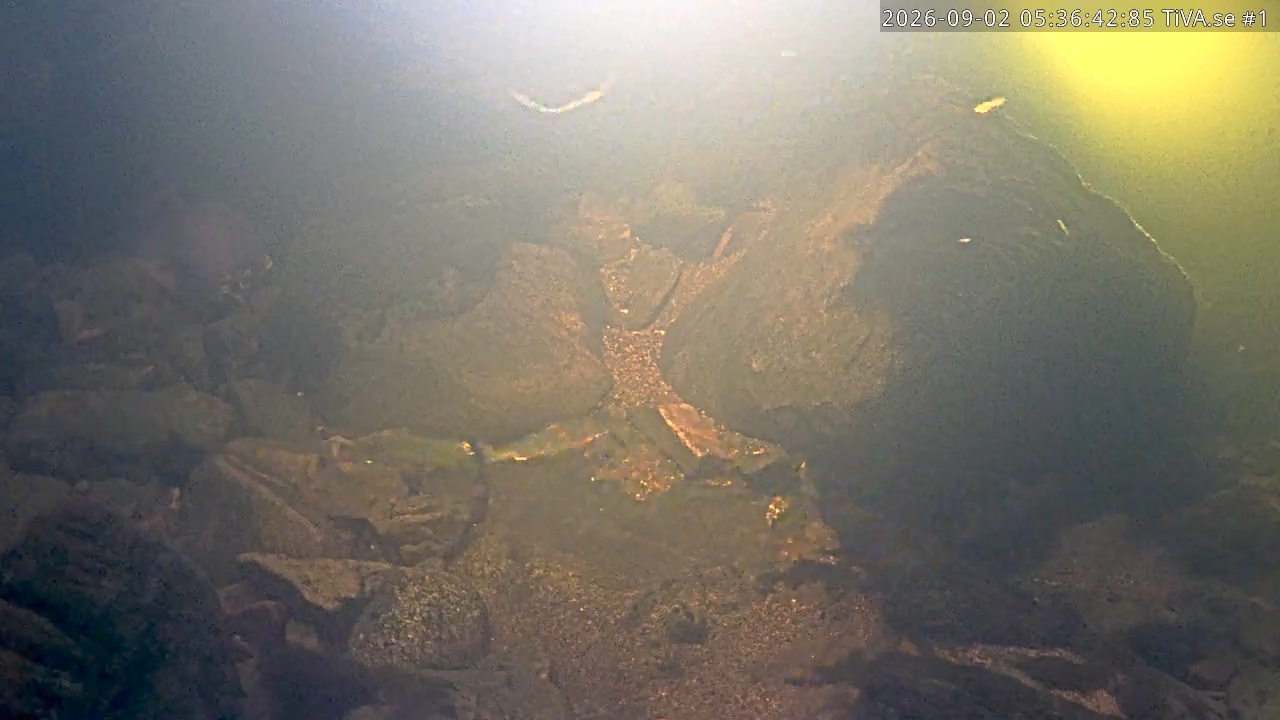 Video 2026-09-02 06:36