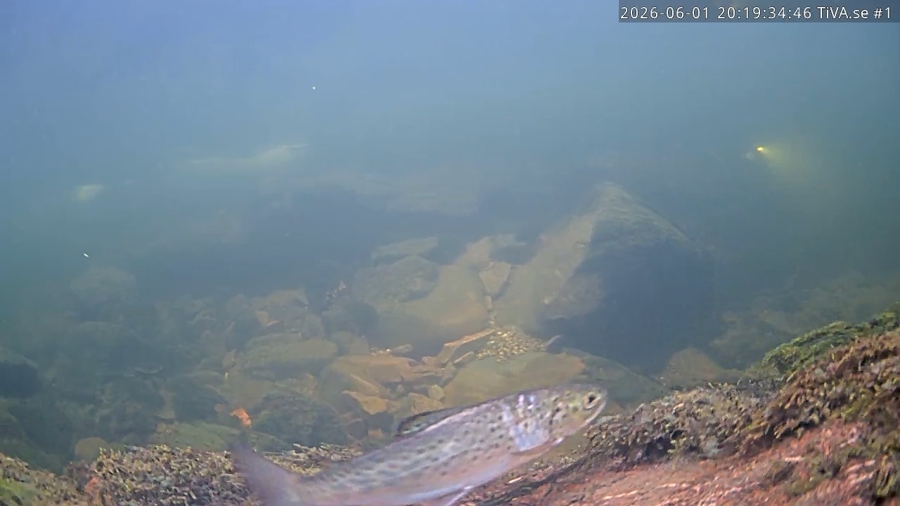 Video 2026-06-01 21:19
