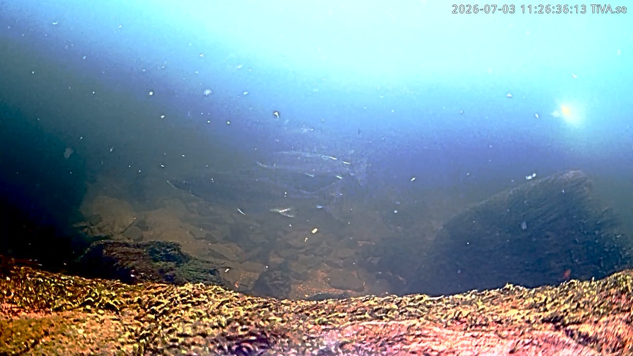 Video 2026-07-03 11:26