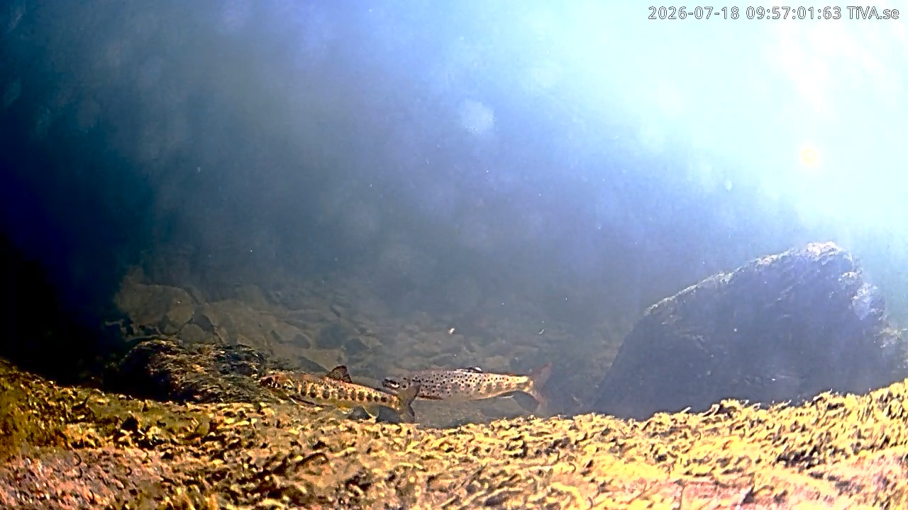 Video 2026-07-18 09:57