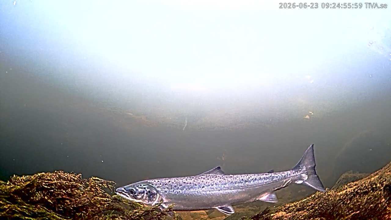 Video 2026-06-23 09:25