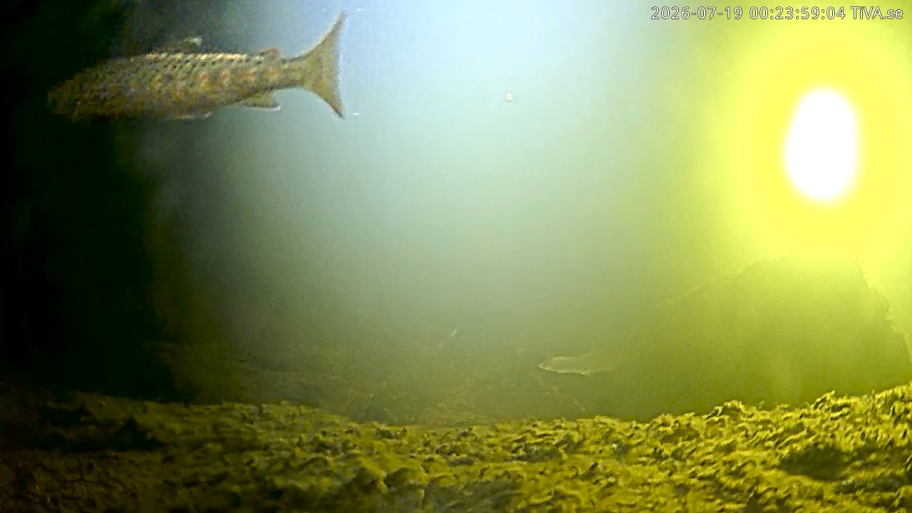 Video 2026-07-19 00:24