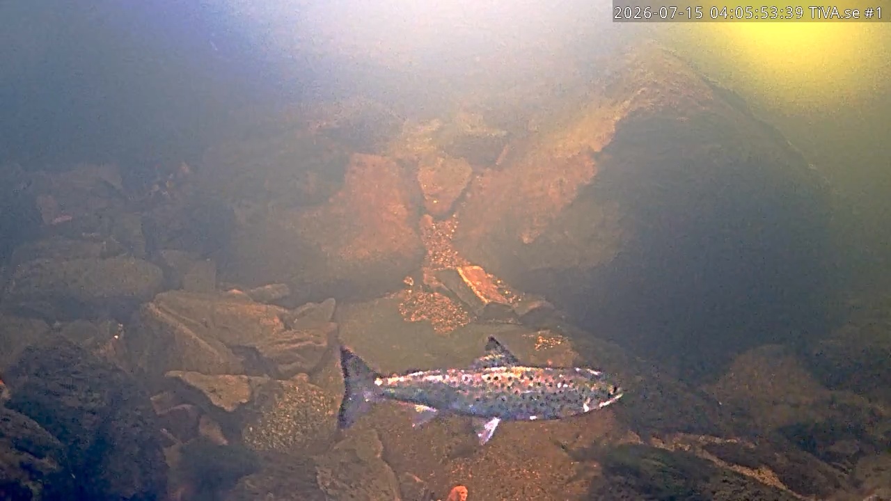 Video 2026-07-15 05:05